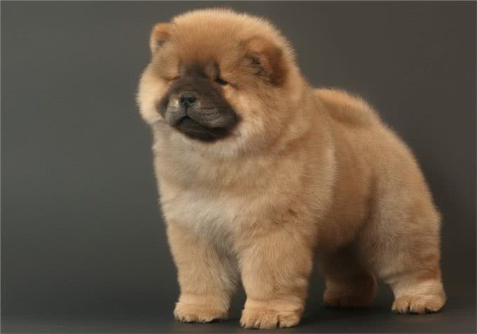 不养一只松狮，你都不知道它有这么多缺点