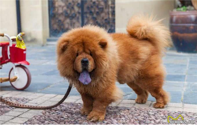 不养一只松狮，你都不知道它有这么多缺点