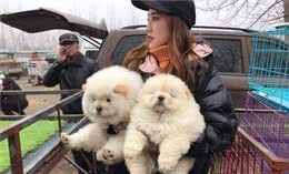 不养一只松狮，你都不知道它有这么多缺点