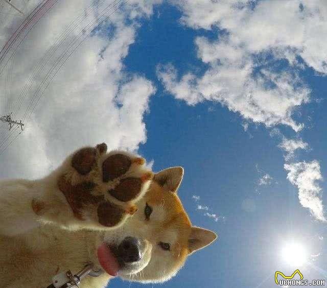 两个月大的狗狗，居然吃自己的粪便，我很肯定不是因为饥饿