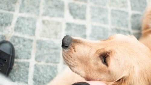 两个月大的狗狗，居然吃自己的粪便，我很肯定不是因为饥饿