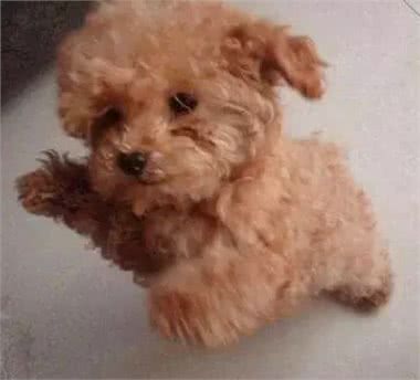 不要轻易去教狗站立，你不怕它再也站不起来吗?