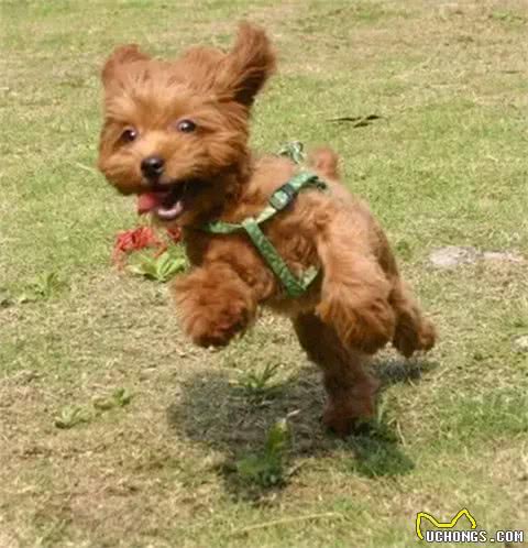 不要轻易去教狗站立，你不怕它再也站不起来吗?