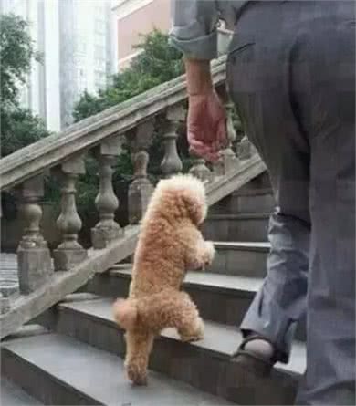 不要轻易去教狗站立，你不怕它再也站不起来吗?