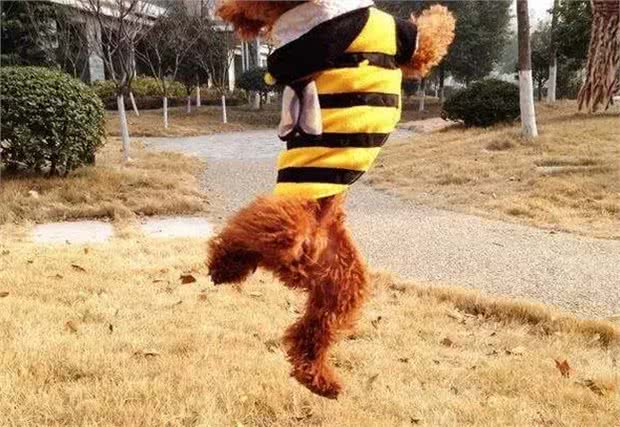 不要轻易去教狗站立，你不怕它再也站不起来吗?