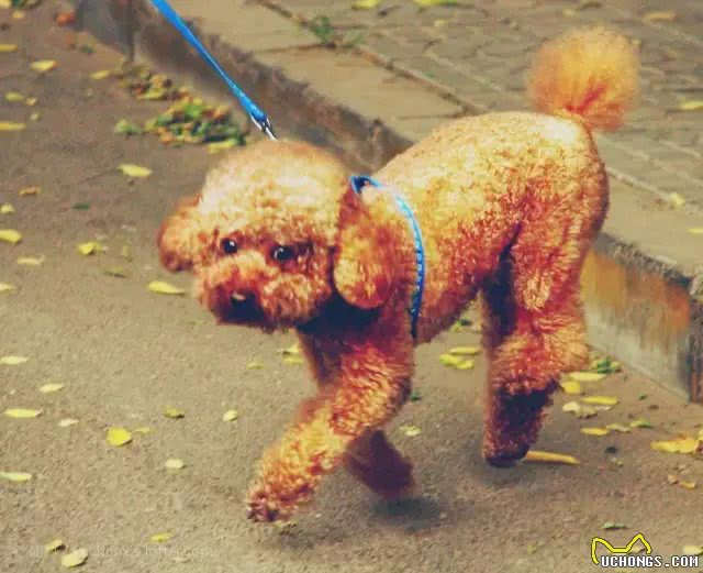 不要轻易去教狗站立，你不怕它再也站不起来吗?