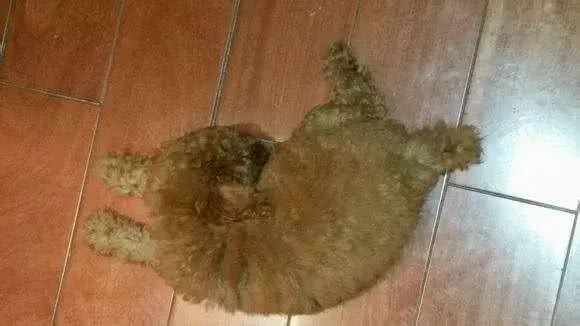 不要轻易去教狗站立，你不怕它再也站不起来吗?