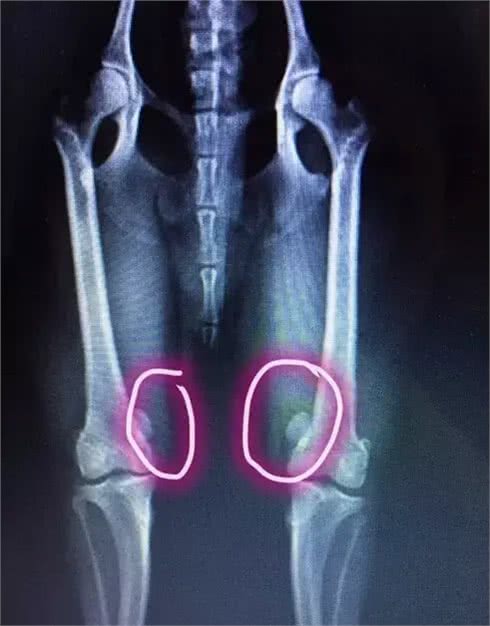 不要轻易去教狗站立，你不怕它再也站不起来吗?