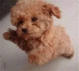 不要轻易去教狗站立，你不怕它再也站不起来吗?