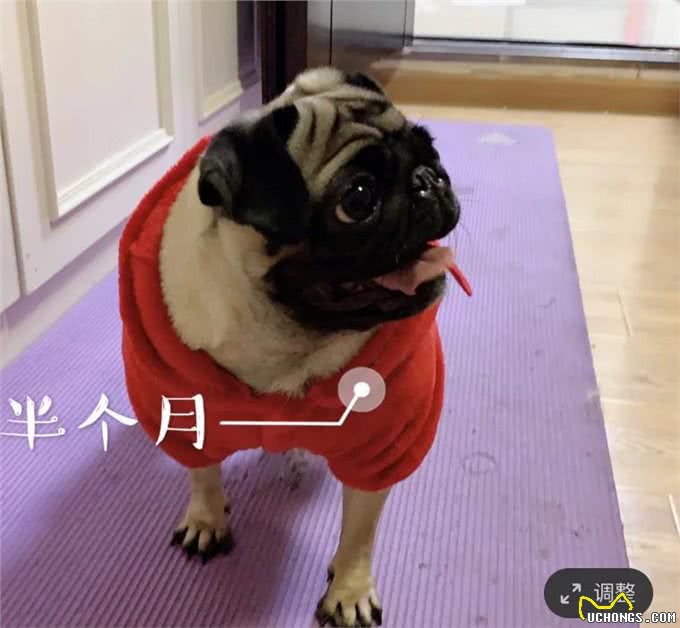 原来狗狗怀孕到生产要注意这些!