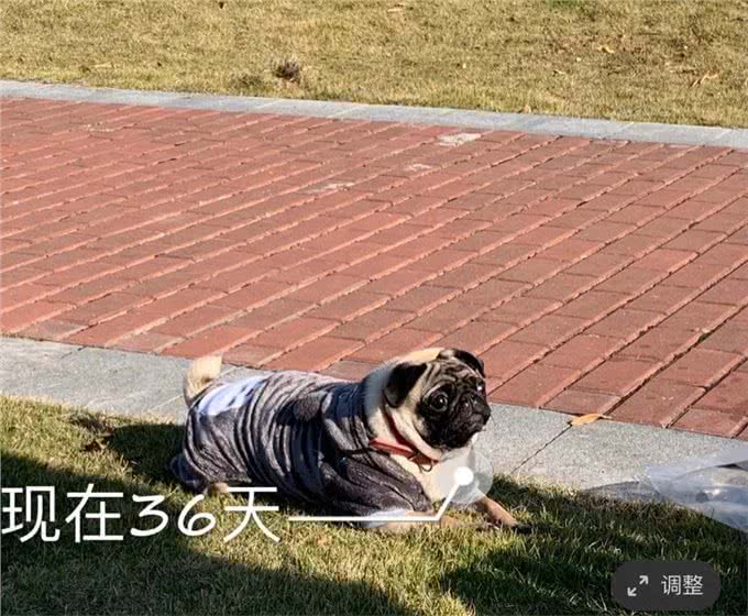 原来狗狗怀孕到生产要注意这些!