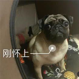 原来狗狗怀孕到生产要注意这些!