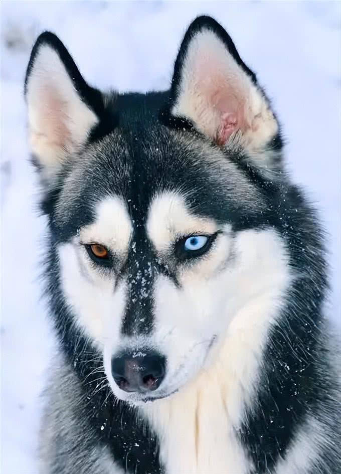 哈士奇冷知识来了!带你了解二哈的世界