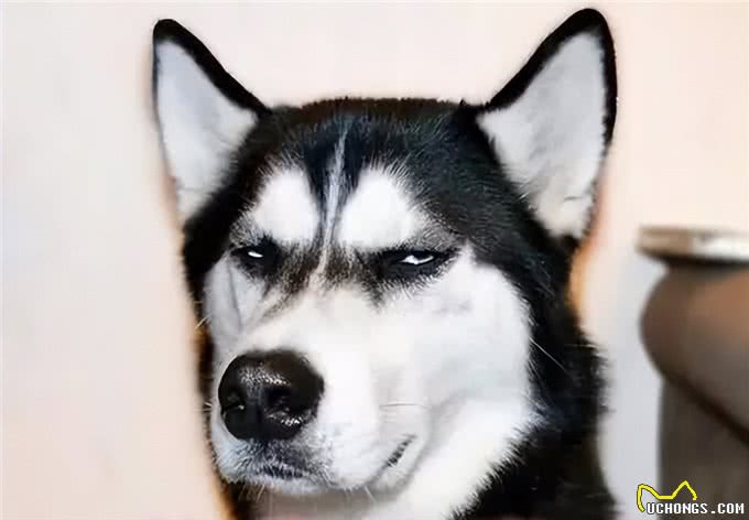 哈士奇冷知识来了!带你了解二哈的世界