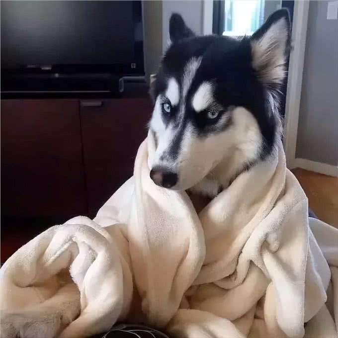 哈士奇冷知识来了!带你了解二哈的世界