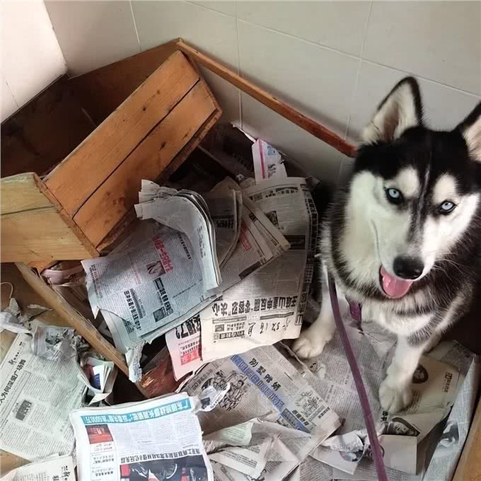 哈士奇冷知识来了!带你了解二哈的世界