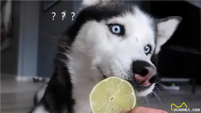 哈士奇冷知识来了!带你了解二哈的世界