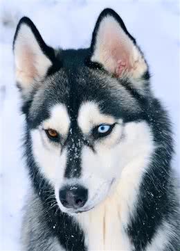 哈士奇冷知识来了!带你了解二哈的世界