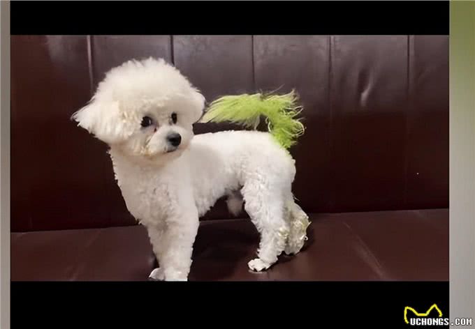 女子捣碎菠菜给狗狗染色，看到成品后会心一笑:健康又环保