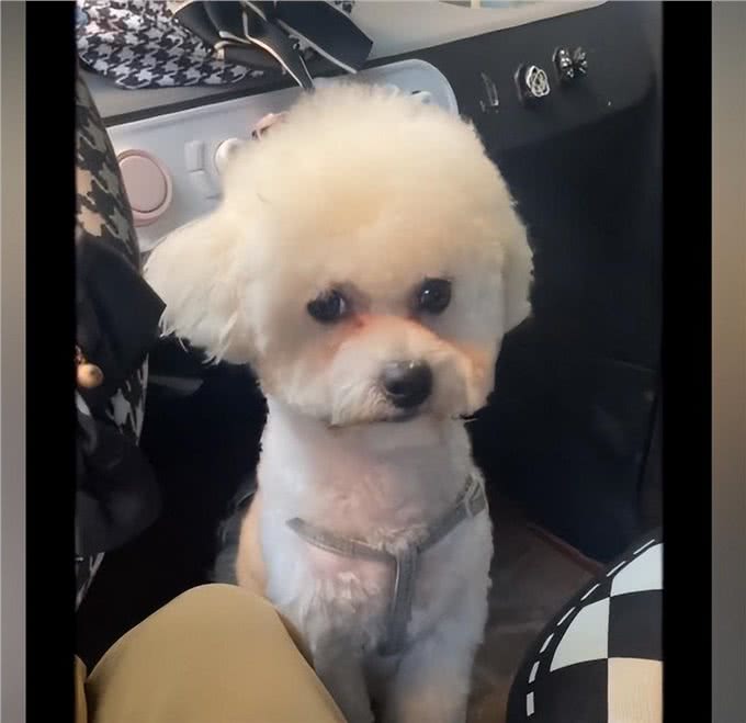 女子捣碎菠菜给狗狗染色，看到成品后会心一笑:健康又环保