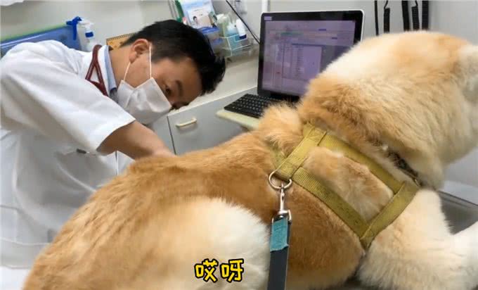 秋田犬去医院打针，见女医生就献殷勤，男医生来后态度变了