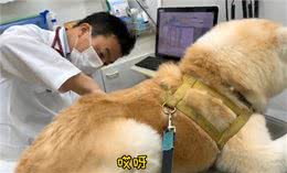 秋田犬去医院打针，见女医生就献殷勤，男医生来后态度变了