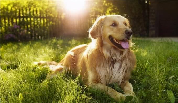 狗狗寿命排行榜:家里养一只，能陪你十几年