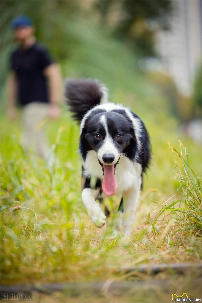 狗狗寿命排行榜:家里养一只，能陪你十几年