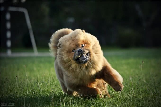 狗狗寿命排行榜:家里养一只，能陪你十几年