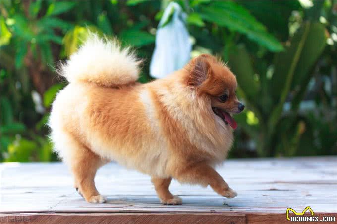 狗狗寿命排行榜:家里养一只，能陪你十几年