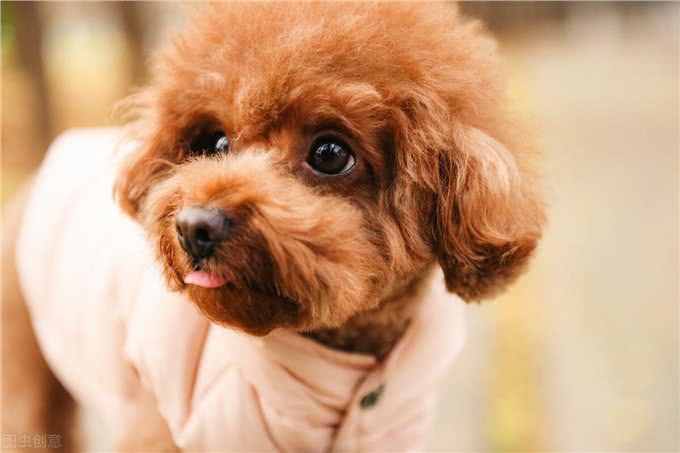 狗狗寿命排行榜:家里养一只，能陪你十几年