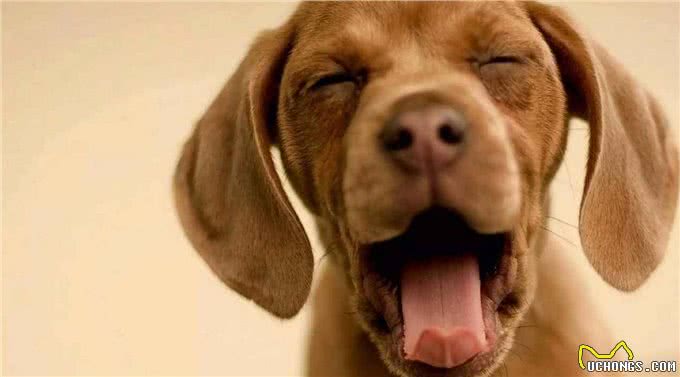 合格的主人养出的狗狗，都懂这几个规矩，你家狗狗占几个?