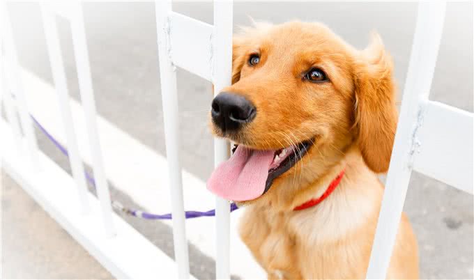 合格的主人养出的狗狗，都懂这几个规矩，你家狗狗占几个?