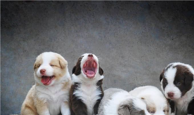 合格的主人养出的狗狗，都懂这几个规矩，你家狗狗占几个?