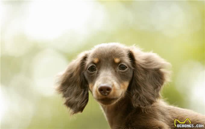 合格的主人养出的狗狗，都懂这几个规矩，你家狗狗占几个?