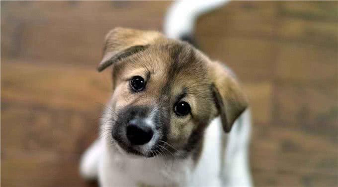 合格的主人养出的狗狗，都懂这几个规矩，你家狗狗占几个?