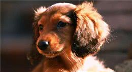 合格的主人养出的狗狗，都懂这几个规矩，你家狗狗占几个?