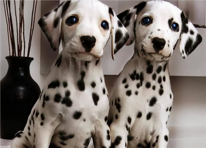 斑点狗怀孕了，不要对它们做这些事，会流产的