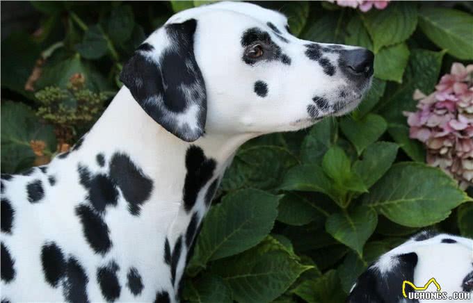 斑点狗怀孕了，不要对它们做这些事，会流产的