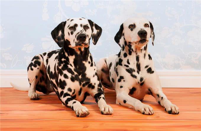 斑点狗怀孕了，不要对它们做这些事，会流产的