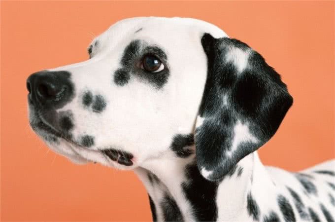 斑点狗怀孕了，不要对它们做这些事，会流产的