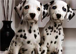 斑点狗怀孕了，不要对它们做这些事，会流产的