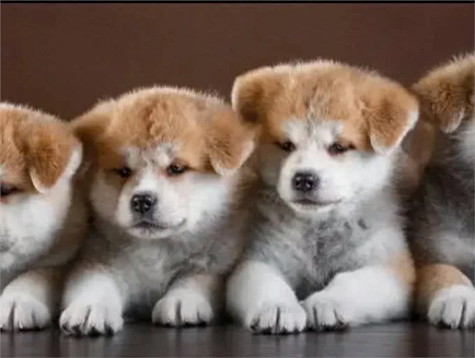 狗狗语言破解指南!让你的爱宠立刻听懂你的心声!