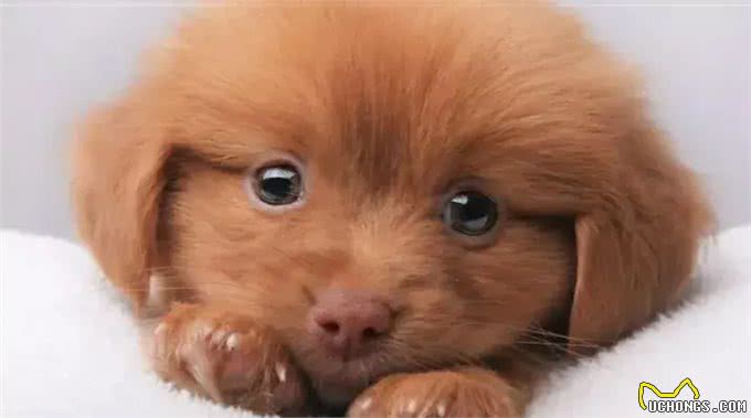 狗狗语言破解指南!让你的爱宠立刻听懂你的心声!