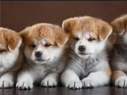 狗狗语言破解指南!让你的爱宠立刻听懂你的心声!