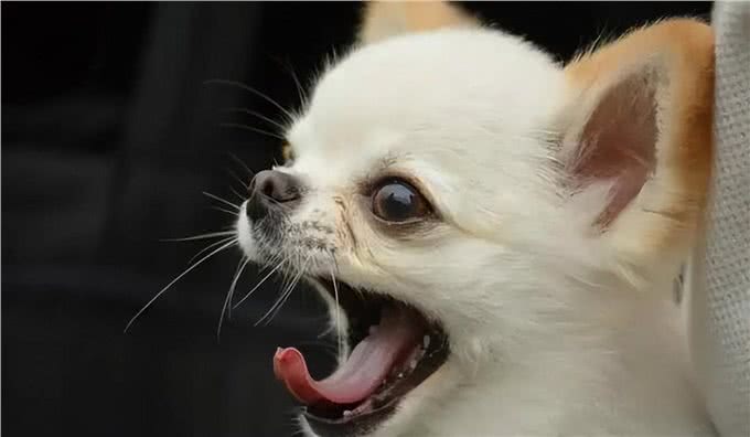 社恐狗有的4种表现，你家狗中了吗?