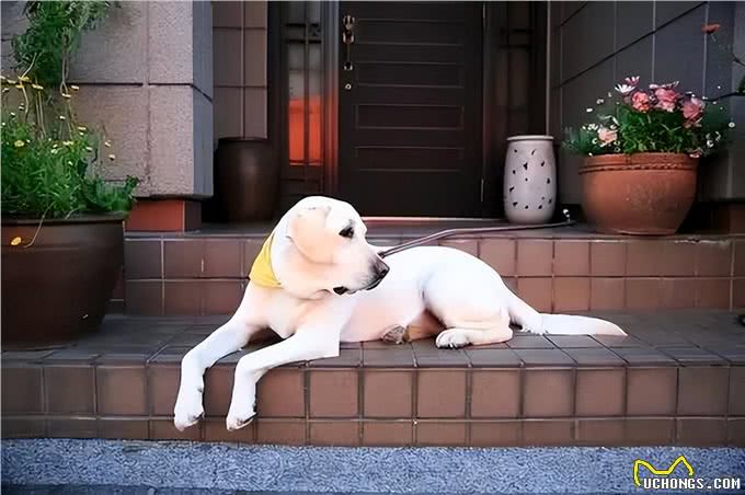 社恐狗有的4种表现，你家狗中了吗?