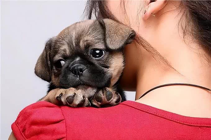 社恐狗有的4种表现，你家狗中了吗?