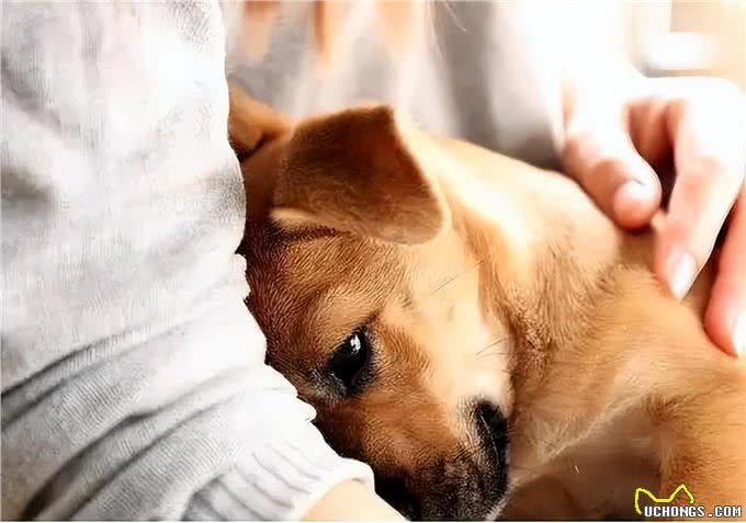 社恐狗有的4种表现，你家狗中了吗?