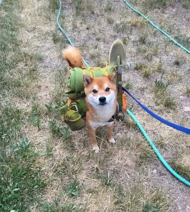 社恐狗有的4种表现，你家狗中了吗?